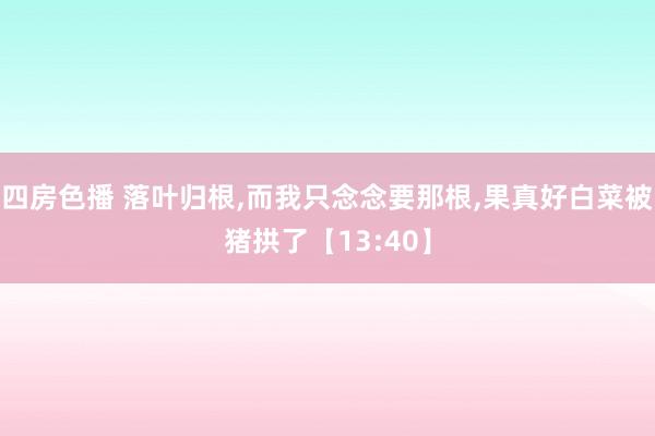 四房色播 落叶归根，而我只念念要那根，果真好白菜被猪拱了【13:40】